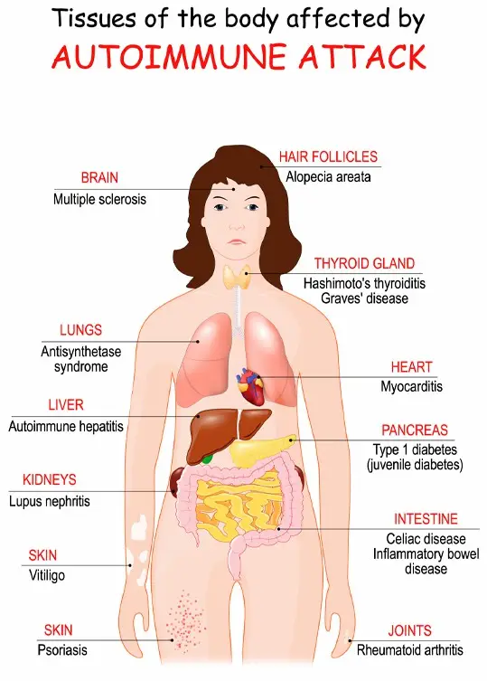 body-tissues